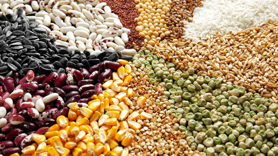 پخش عمده حبوبات در گیلان